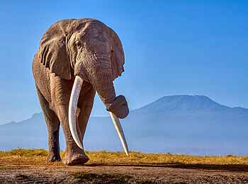 Soroi Amboseli Camp: Elefant vor Kilimanjaro