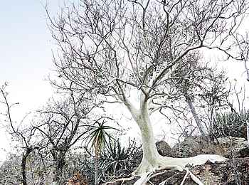 The Outpost: Flora im Kruger National Park