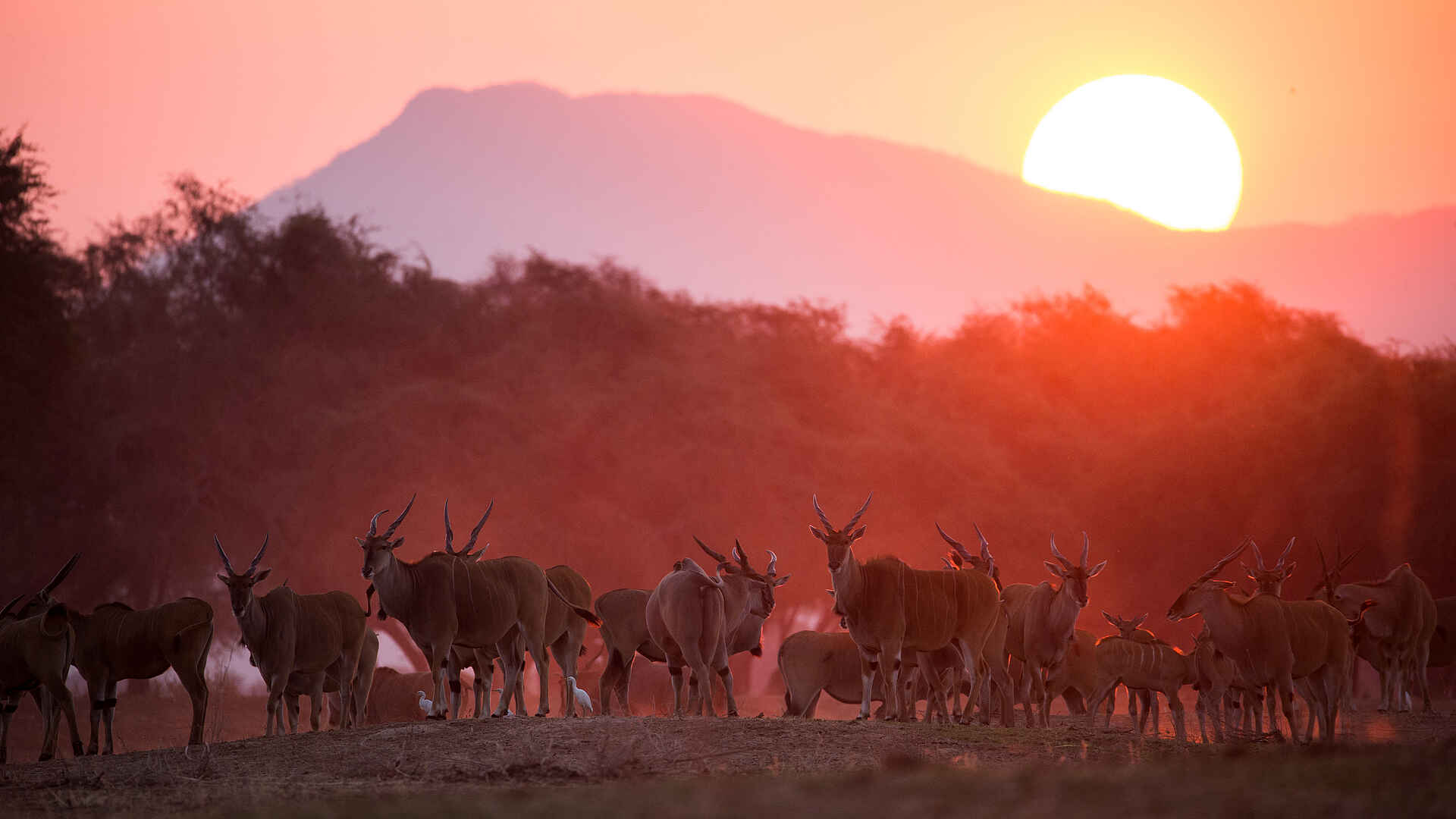 chikwenya, mana pools, Chikwenya Camp, Lower Zambezi, Mana Pools National Park, Sapi River, Sapi Safari Area, Wilderness Safaris, zambezi river, Aktivitäten, Game Drives, Tiere, Wildbeobachtung, Elenantilopen, Taurotragus Oryx, Afrikarma, Afrikarma Safaris, Afrikarma Safaris. Wildnis. Hautnah., Afrikarma.de