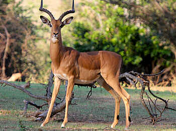 Chilo Ivory Trail Adventure: Impala-Bock
