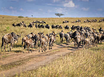 Entim Masai Mara: Gnuherde