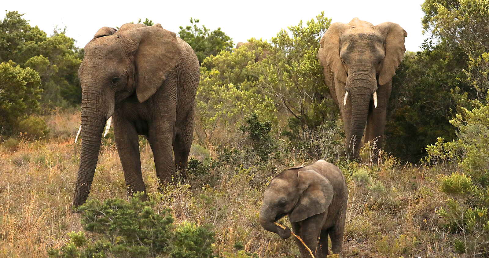 Founders Lodge by Mantis: Elefantenkind Founders Lodge by Mantis: Elefantenkind