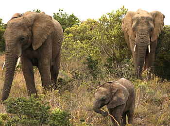 Founders Lodge by Mantis: Elefantenkind Founders Lodge by Mantis: Elefantenkind