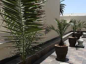 Hotel Eberwein: Palmen Hotel Eberwein: Palmen