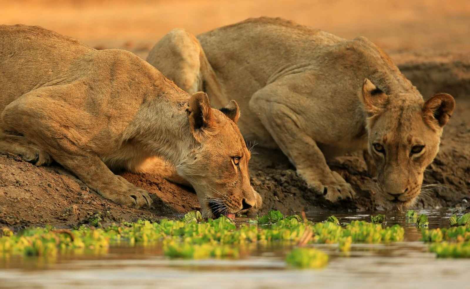 Kavinga Safari Camp: Trinkende Löwinnnen Kavinga Safari Camp: Trinkende Löwinnnen