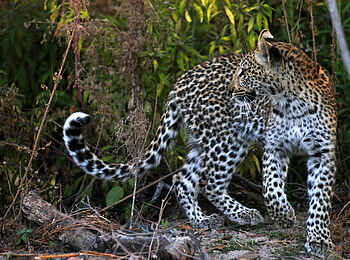 Kanga Expeditions: Leopard