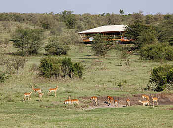 Mara Bushtops: Wasserloch