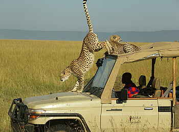 Mara Ngenche Camp: Geparden auf Geländefahrzeug