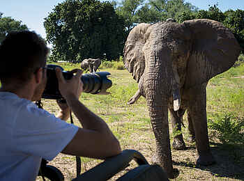 Nyamatusi Camp: Nahansicht von Gast und Elefant Nyamatusi Camp: Nahansicht von Gast und Elefant
