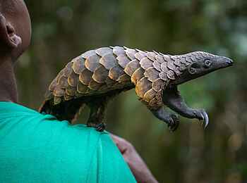 Sangha Lodge: Junges Schuppentier Sangha Lodge: Junges Schuppentier