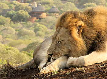 Thanda Safari Lodge: Ruhender Löwe Thanda Safari Lodge: Ruhender Löwe
