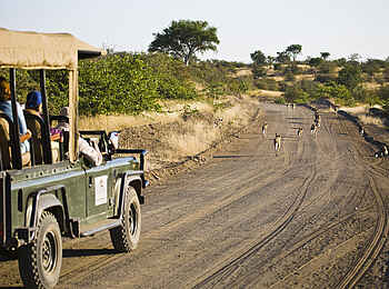 Tuli Safari Lodge Mashatu: Buschstraße