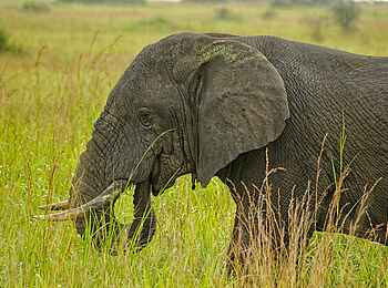 Volcanoes Kyambura Gorge Lodge: Elefant Volcanoes Kyambura Gorge Lodge: Elefant