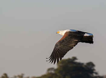 Belmond Eagle Island Lodge: Schreiseeadler im Flug Belmond Eagle Island Lodge: Schreiseeadler im Flug