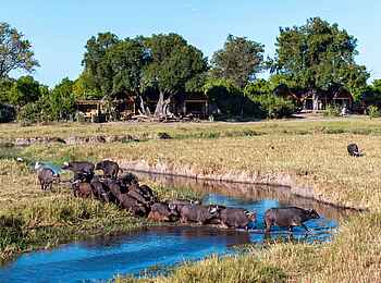 Camp Tawana: Büffel vor dem Camp Camp Tawana: Büffel vor dem Camp