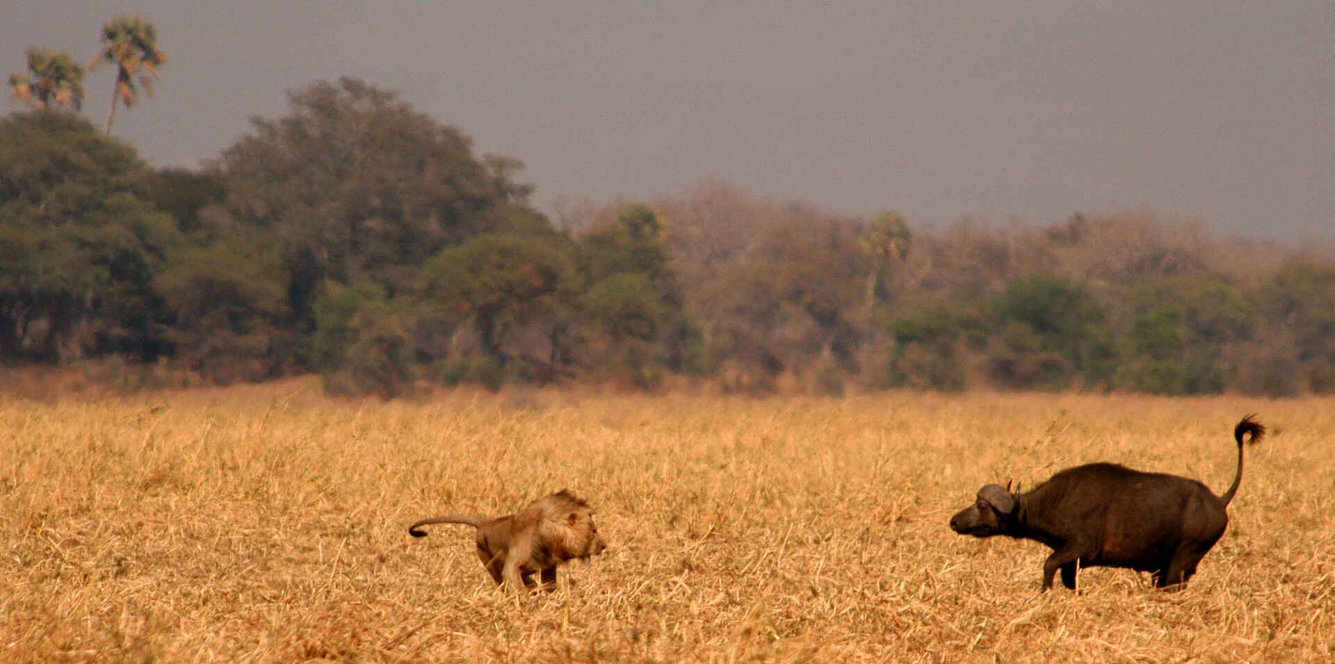 Chada Katavi Camp: Löwe und Büffel