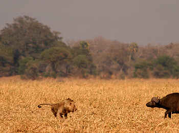 Chada Katavi Camp: Löwe und Büffel