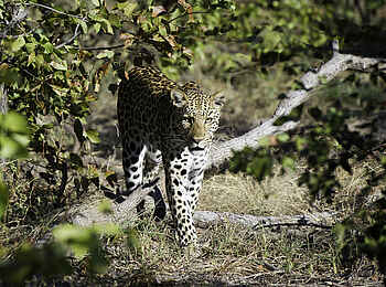 Duma Tau Camp: Leopard
