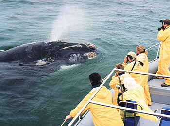 Grootbos Private Villas: Er bläst! Grootbos Private Villas: Er bläst!