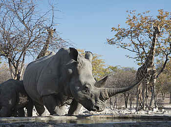 Horizon by Ongava: Nashorn mit Baby und Giraffen an einem Wasserloch