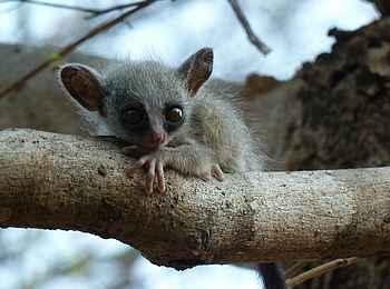 KaingU Safari Lodge: Bushbaby