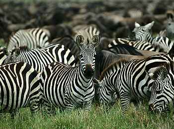 Legendary Nyasi Tented Camp: Zebraherde