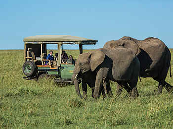 Mara Plains Camp: Auf Pirschfahrt Mara Plains Camp: Auf Pirschfahrt