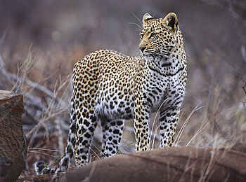 Motswari Game Lodge: Wachsamer Leopard