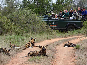 Motswari Game Lodge: Wildhunde auf dem Weg