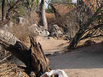 Mwagusi Safari Camp: Weg im Camp