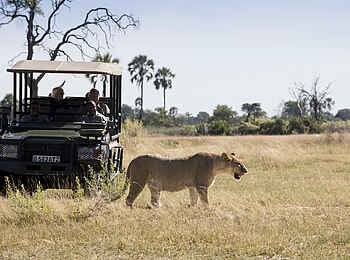 Nxabega Okavango Tented Camp: Safarifahrzeug nahe zum Löwen