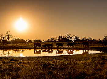 Qorokwe Camp: Elefanten an einer Lagune Qorokwe Camp: Elefanten an einer Lagune