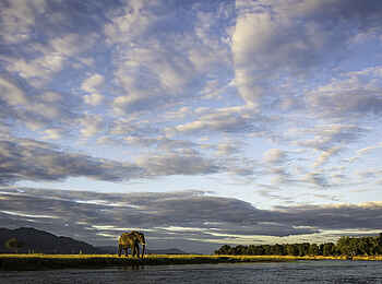 Ruckomechi Camp: Elefant in der Sambesi-Landschaft Ruckomechi Camp: Elefant in der Sambesi-Landschaft