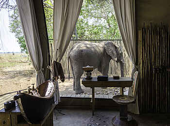 Ruckomechi Camp: Elefant vorm Badezimmer Ruckomechi Camp: Elefant vorm Badezimmer