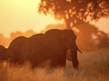 Saguni Safari Lodge: Elefanten Saguni Safari Lodge: Elefanten