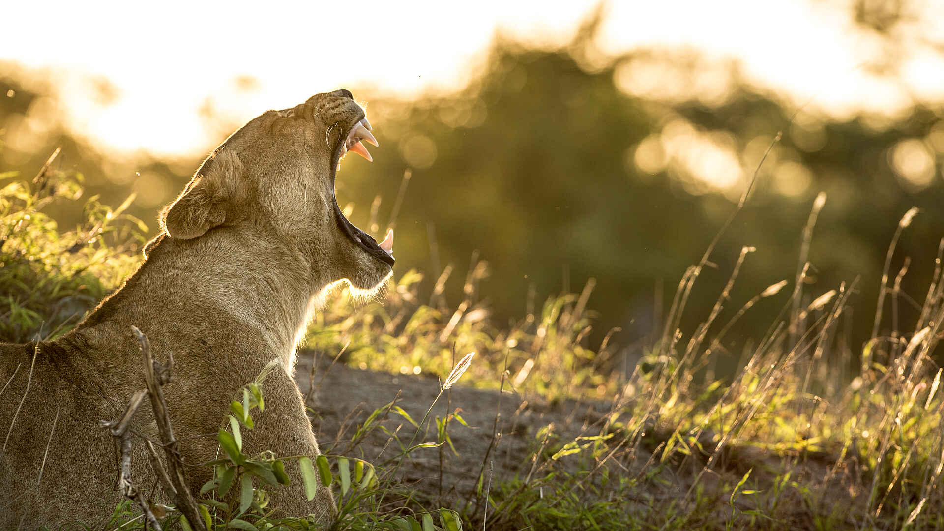 lioness, Big 5, Hideaway, Kruger National Park, Krüger-Nationalpark, Singita, Singita Sweni Lodge, Südafrika, Sweni River, Löwin, Umgebung, Afrikarma, Afrikarma Safaris, Afrikarma Safaris – Wildnis. Hautnah., afrikarma.de