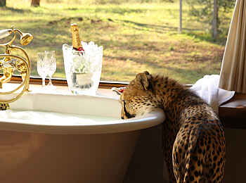 Sirikoi: Zahmer Gepard Sheba im Luxuszelt