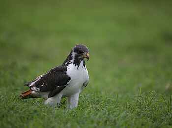 Sleeping Warrior Lodge: Greifvogel auf Jagd Sleeping Warrior Lodge: Greifvogel auf Jagd