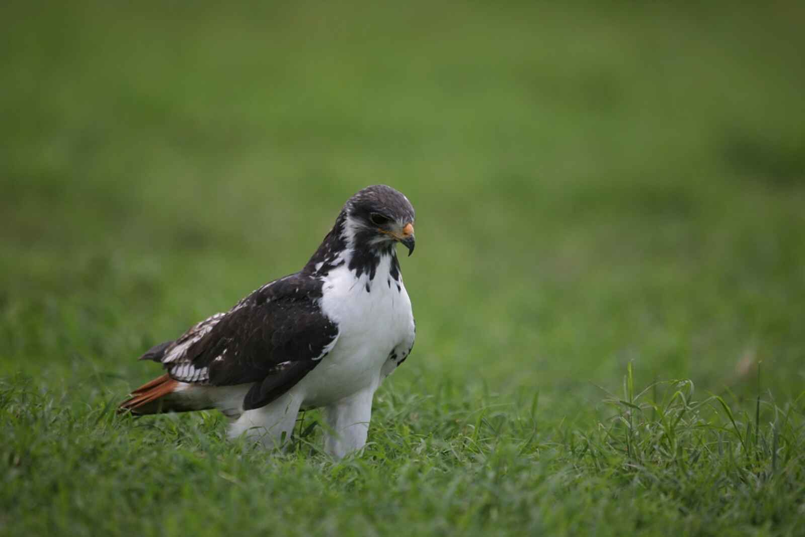 Sleeping Warrior Lodge: Greifvogel auf Jagd Sleeping Warrior Lodge: Greifvogel auf Jagd