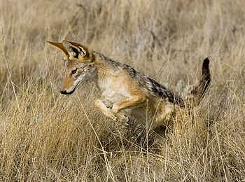 Wilderness Etosha Camp: Schakal auf der Jagd
