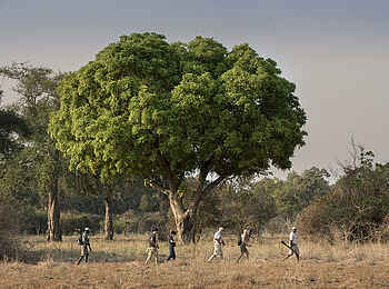 Zambezi Expeditions Camp: Auf Pirschgang Zambezi Expeditions Camp: Auf Pirschgang