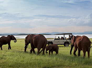 Bumi Hills Safari Lodge: Kleine Elefantenherde Bumi Hills Safari Lodge: Kleine Elefantenherde