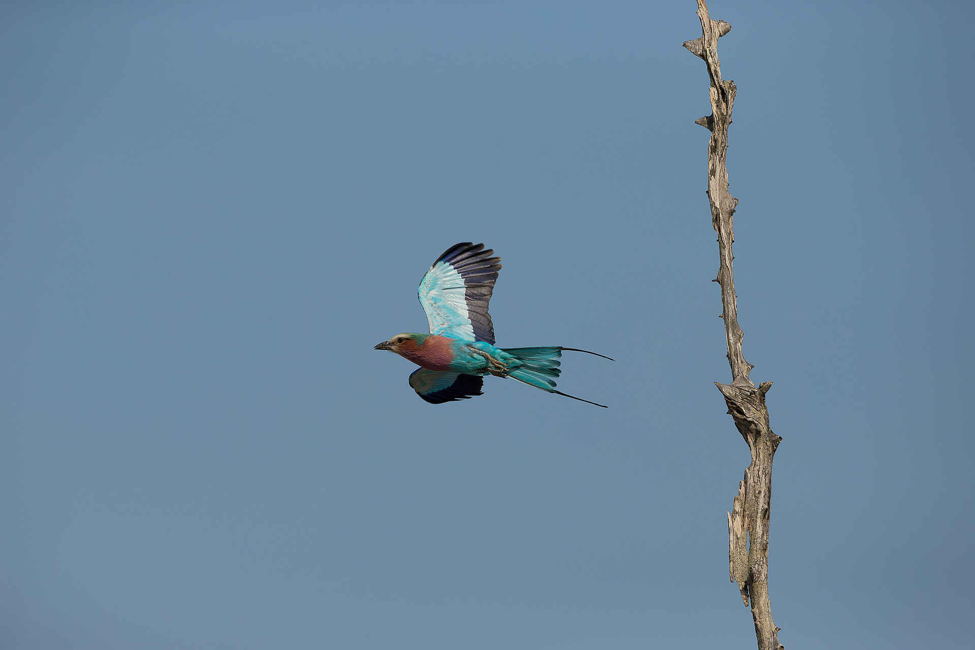 Gavin Opie, Musilashi River, Nkonzi Bush Camp, South Luangwa National Park, Gabelracke, Game Drive, Afrikarma, Afrikarma Safaris, Afrikarma Safaris. Wildnis. Hautnah., Afrikarma.de