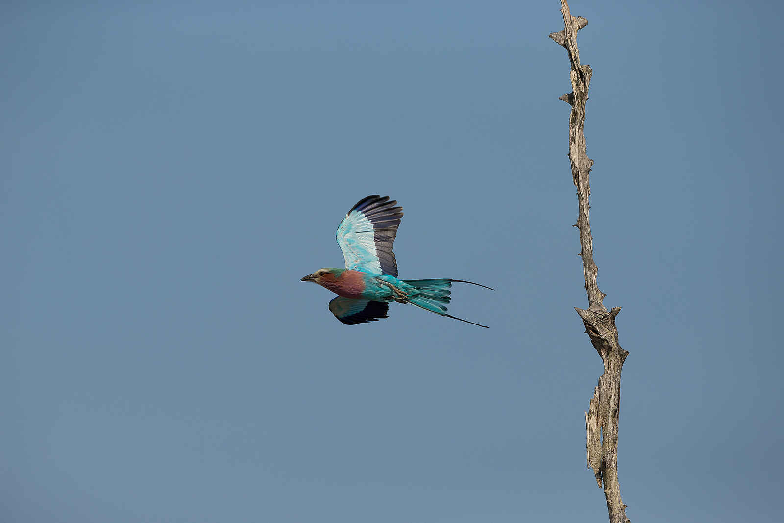 Nkonzi Bush Camp: Gabelracke im Flug Nkonzi Bush Camp: Gabelracke im Flug