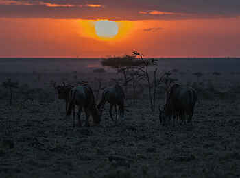 Ol Seki Hemingways Mara: Sonnenuntergang während eines Game Drives