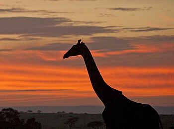 Sanctuary Olonana: Giraffenhals Sanctuary Olonana: Giraffenhals