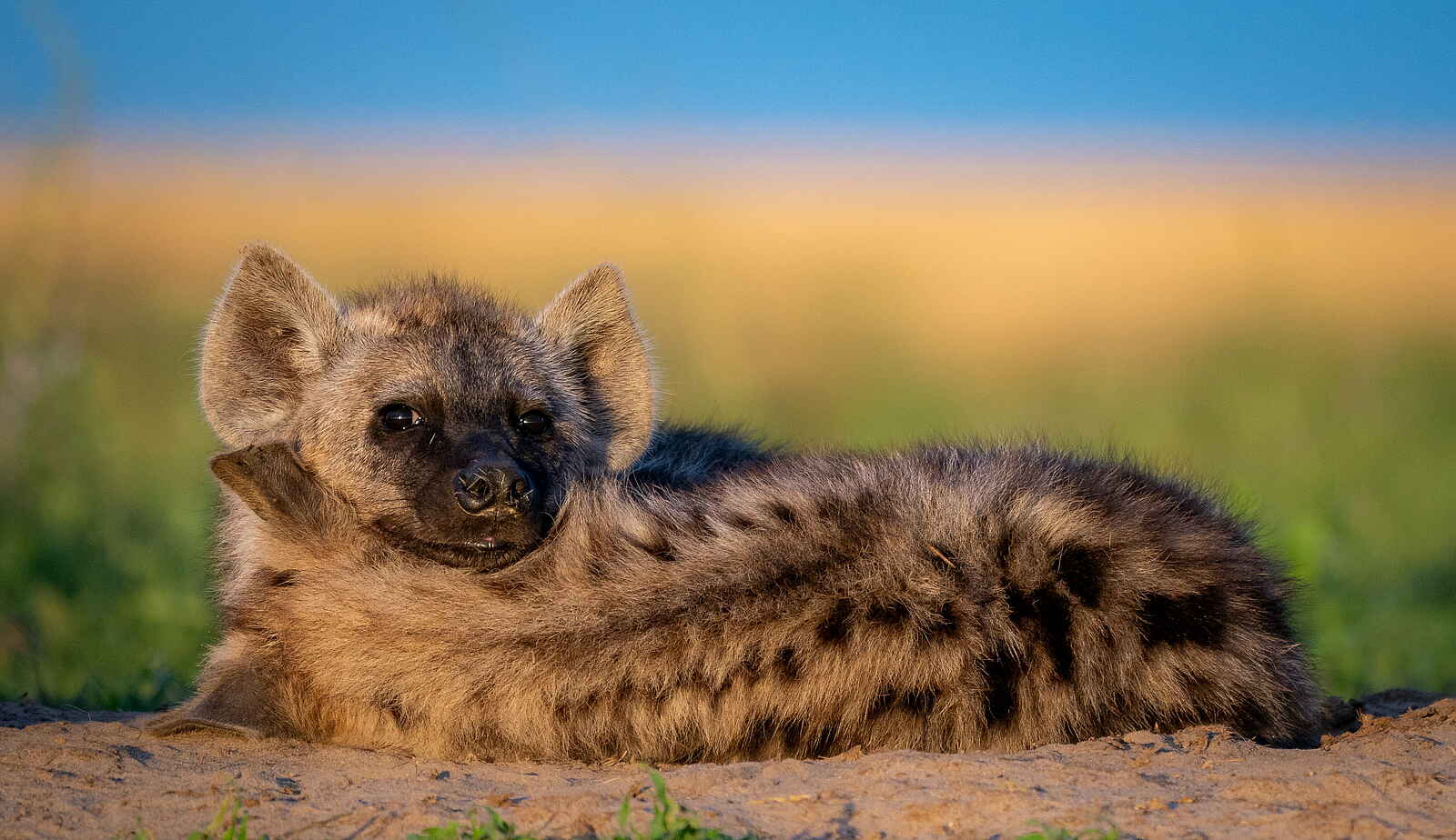 Time + Tide King Lewanika: Tüpfelhyänenbaby Time + Tide King Lewanika: Tüpfelhyänenbaby