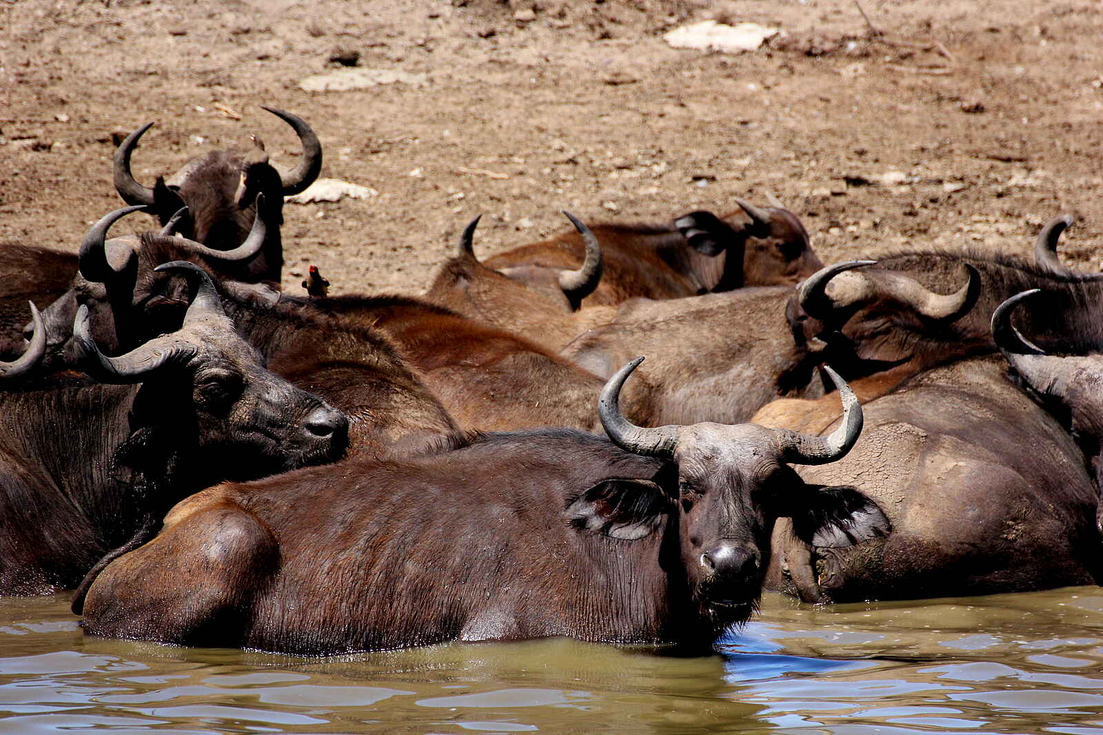 Volcanoes Kyambura Gorge Lodge: Badende Büffel Volcanoes Kyambura Gorge Lodge: Badende Büffel