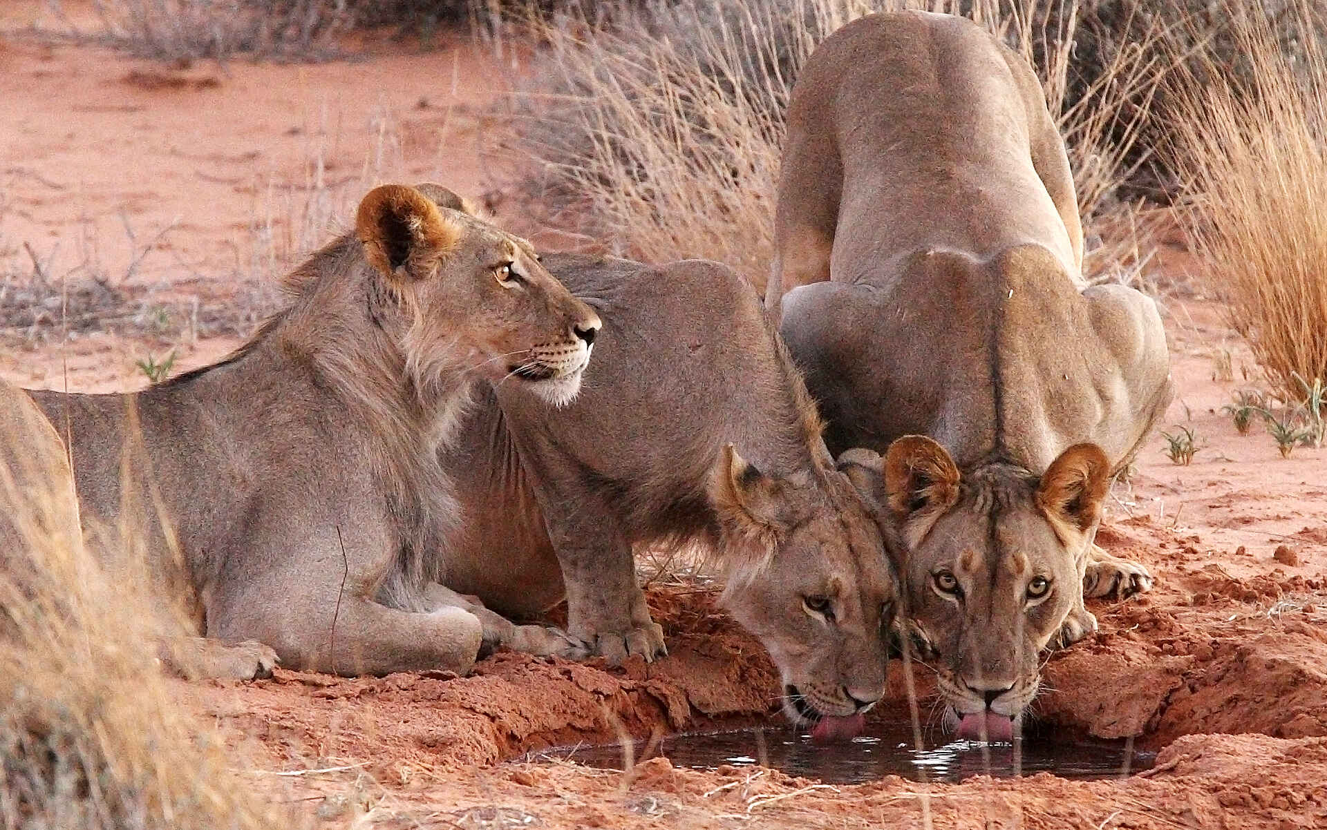 !Xaus Lodge, Auob-Tal, Gästechalet, International Dark Sky Association Sanctuary, Kgalagadi Transfrontier Park, Mata Mata, Nossob-Tal, Twee Rivieren, Löwen, Wasserloch, Afrikarma, Afrikarma Safaris, Afrikarma Safaris - Wildnis. Hautnah., Afrikarma.de