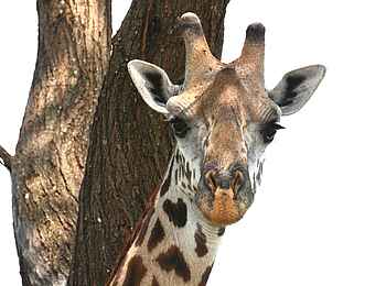 Chem Chem Lodge: Giraffe im Portrait Chem Chem Lodge: Giraffe im Portrait